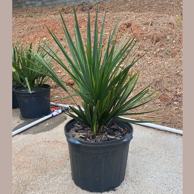 Dwarf Palmetto Tree