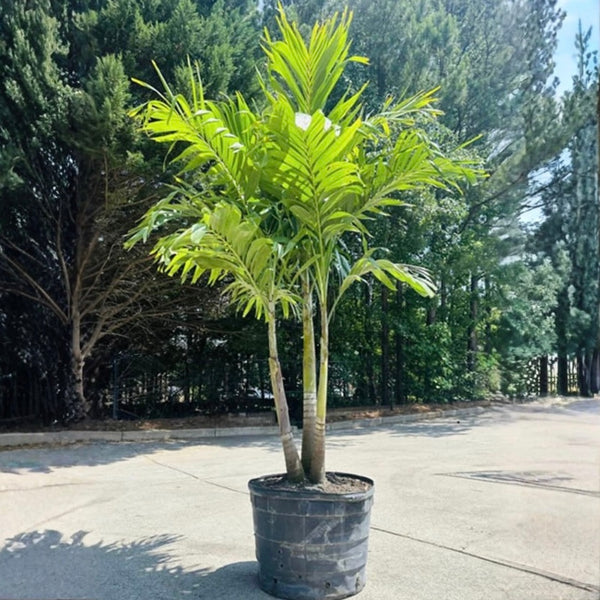 large palm plants for sale Christmas Palm Tree | Adonidia Palm