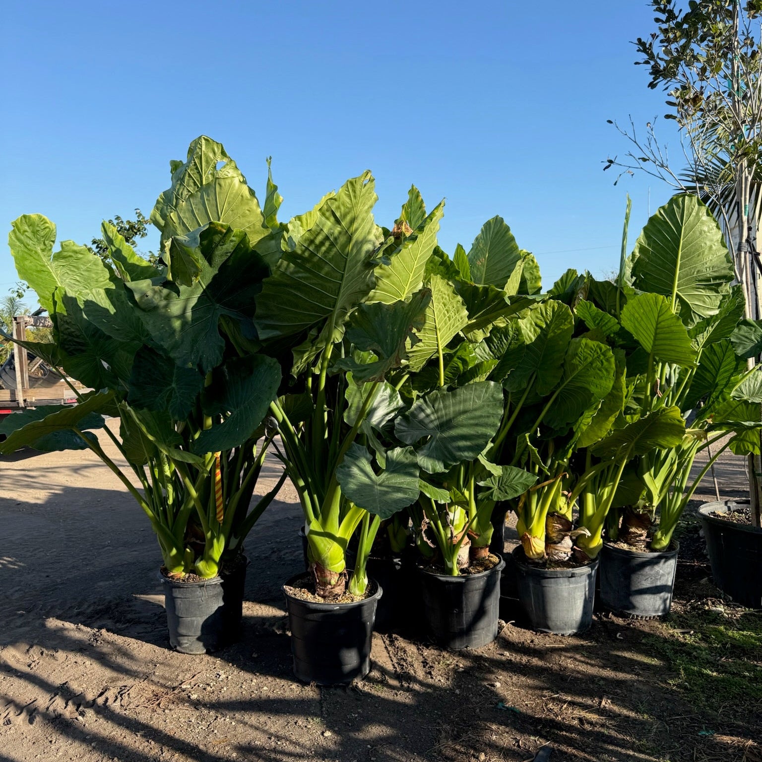 buy elephant ears plant Elephant Ears