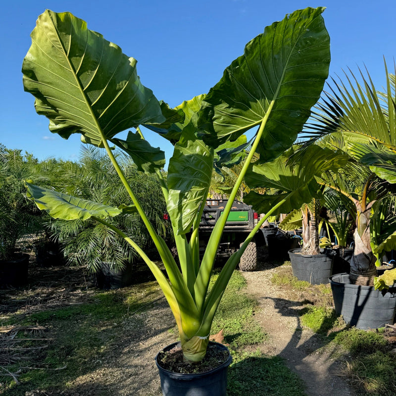 Elephant Ears