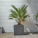European Fan Palm Tree