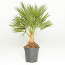 European Fan Palm Tree