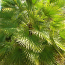 European Fan Palm Tree