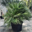 European Fan Palm Tree
