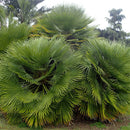 European Fan Palm Tree