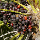 European Fan Palm Tree