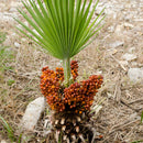 European Fan Palm Tree
