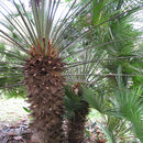 European Fan Palm Tree