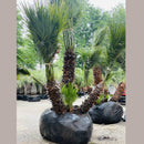 European Fan Palm Tree