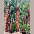 European Fan Palm Tree