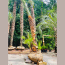 European Fan Palm Tree