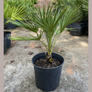 European Fan Palm Tree