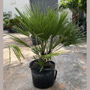 European Fan Palm Tree