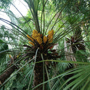 European Fan Palm Tree