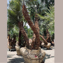 European Fan Palm Tree