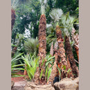 European Fan Palm Tree