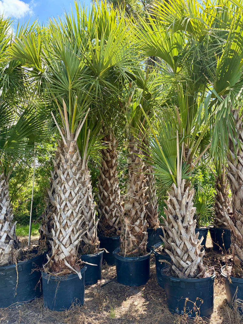 low palm plants Sabal Palm Tree | Sabal Palmetto