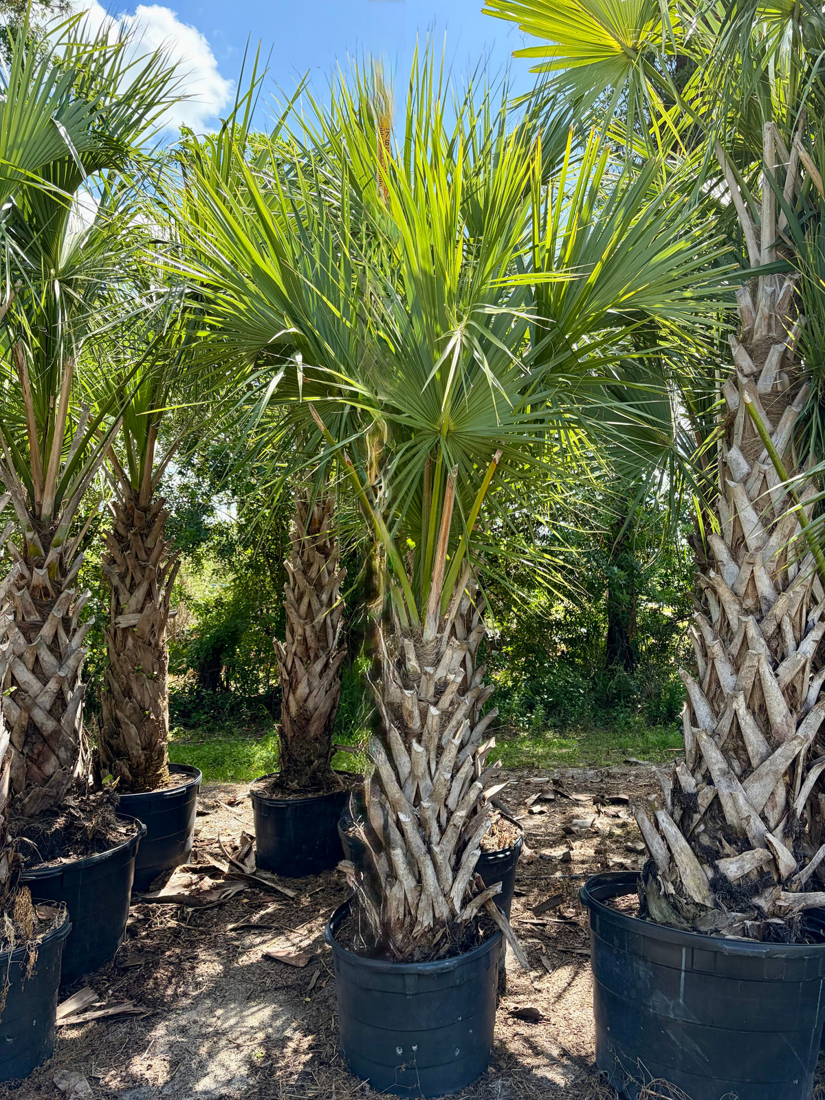 palm tree plant delivery Sabal Palm Tree | Sabal Palmetto
