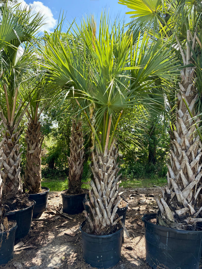 texas palm plants Sabal Palm Tree | Sabal Palmetto