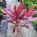 Cordyline - Auntie Lou 3G