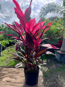 Red Sister Plant