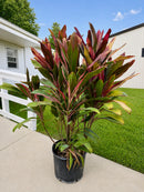 Cordyline - Maria 7G
