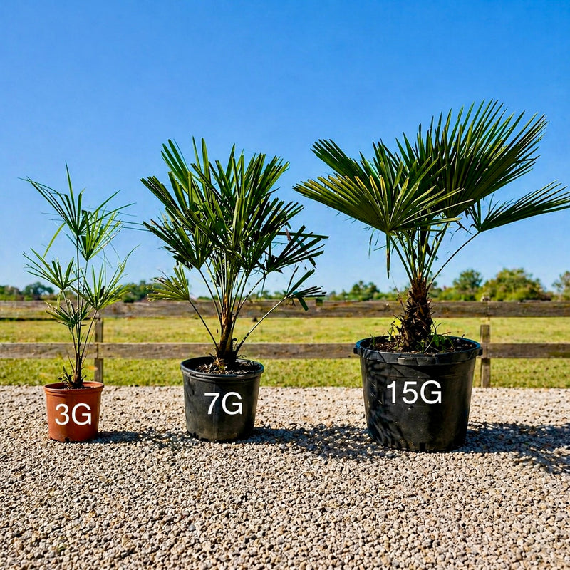 Buy Windmill Palm Tree | Cold-Hardy | Multiple Sizes