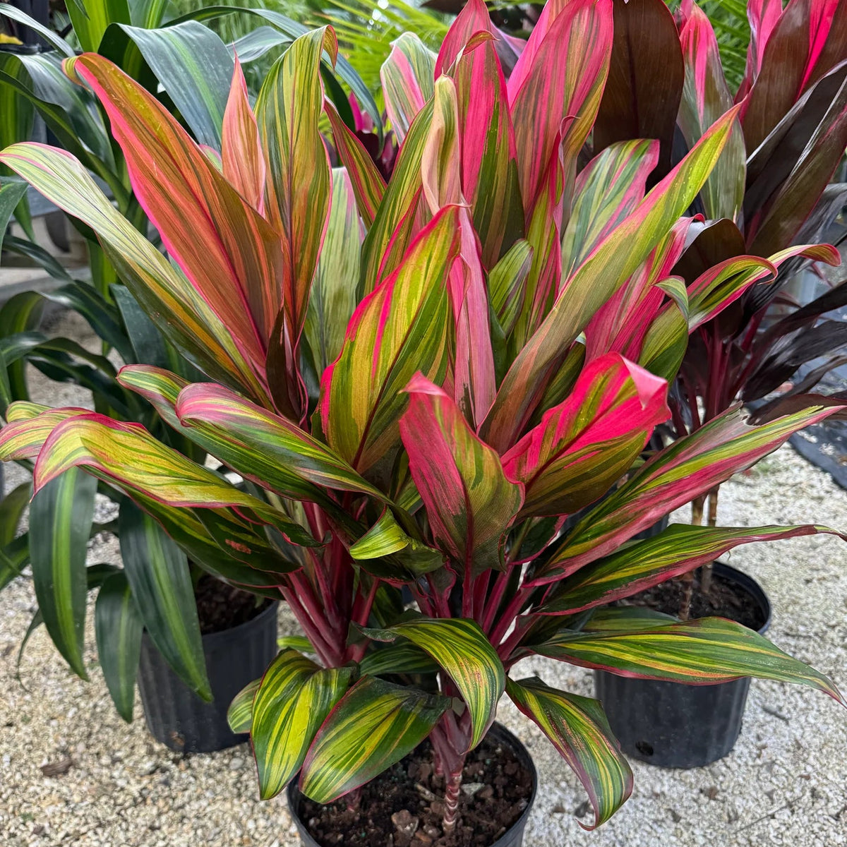 Cordyline