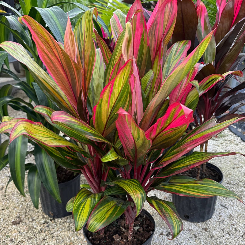 Cordyline - Harlequin