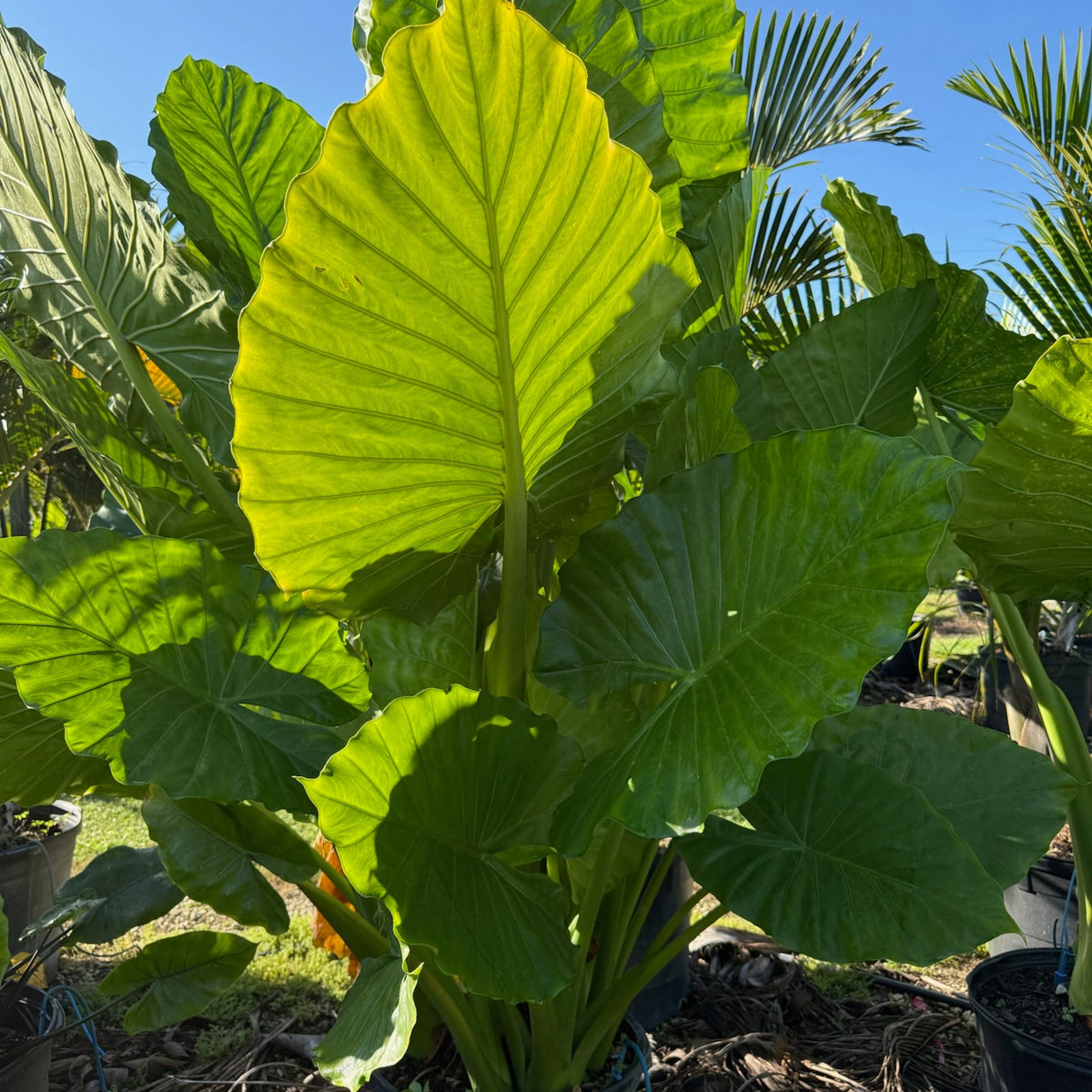 Elephant Ears 7G