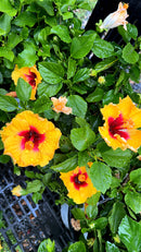 Hibiscus Tropical Plant