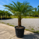 Pygmy Date Palm Tree