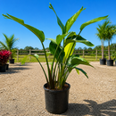Bird of Paradise 5G