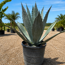 Blue Agave