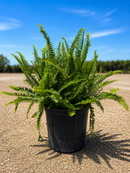 Queen Kimberly Fern 3G