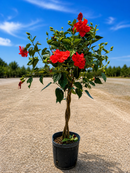 Braided Hibiscus