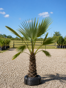 Windmill Palm Tree