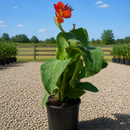 Canna Lilly