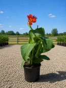 Canna Lilly