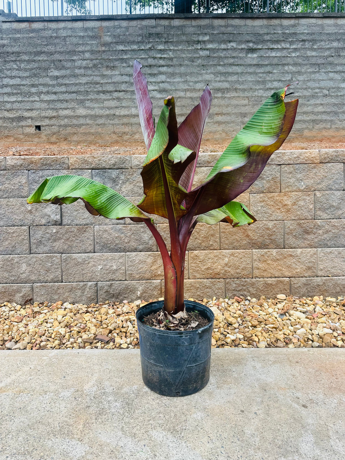 red banana plant indoors Red Bananas