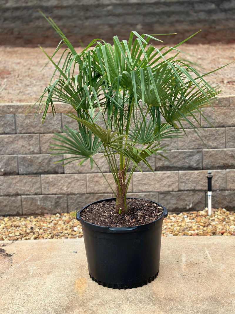 7 gallon Windmill palm tree in container