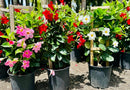 Mandevilla