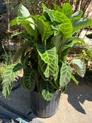 Calathea