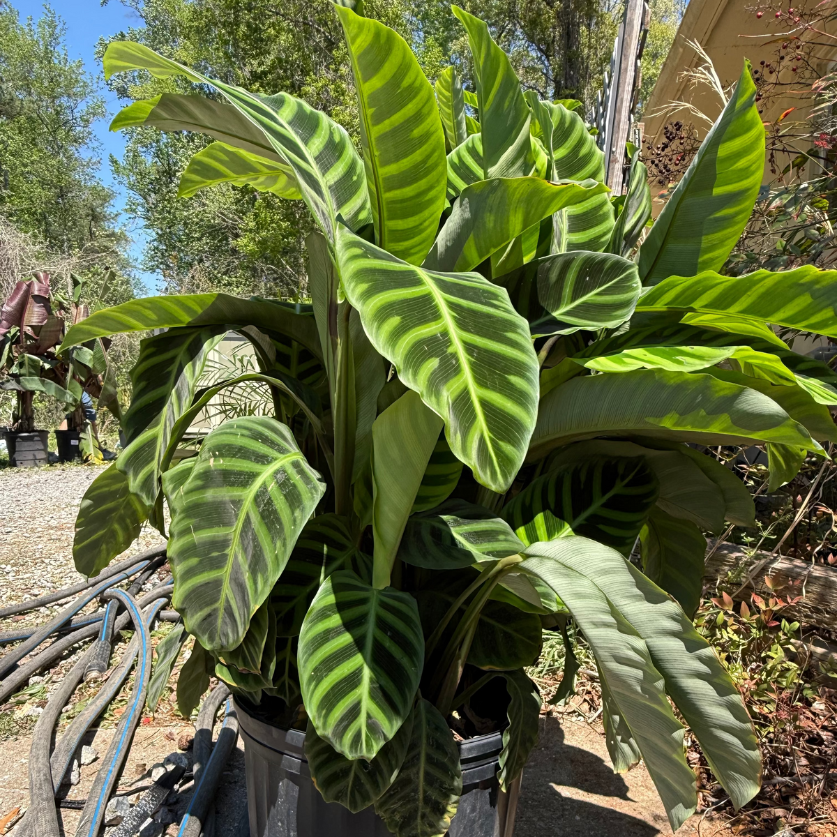 praying plant calathea Calathea