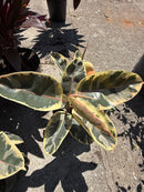 Cordyline - Ficus Tineke