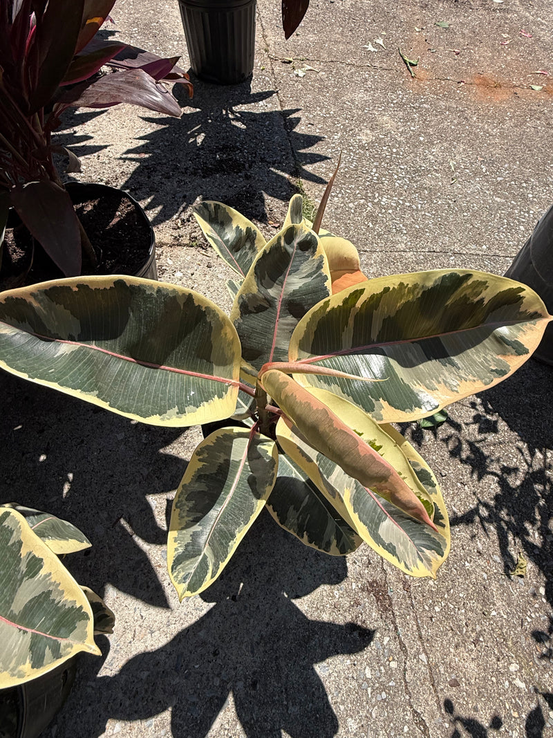 Cordyline