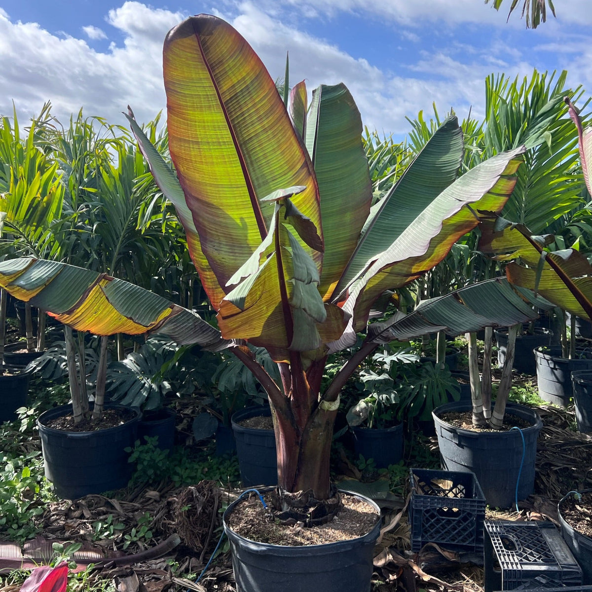 Red Bananas