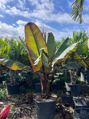 Red Banana Tree
