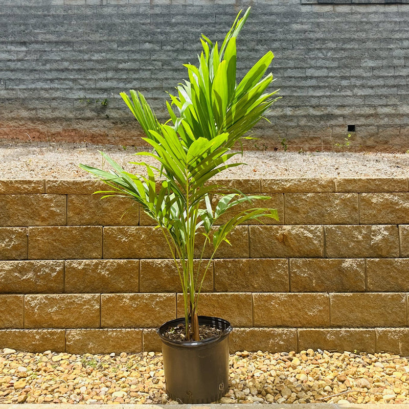 Christmas Palm Tree