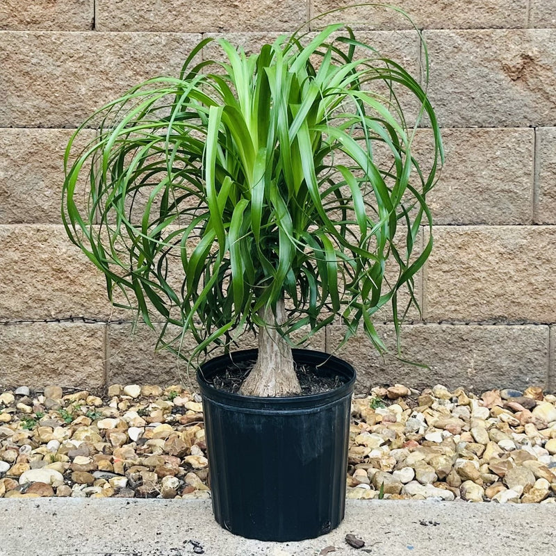 Ponytail Palm Tree